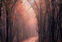 蓝狮在线：[澳网]门希克极限救球领衔1月15日澳网五佳球.